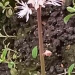 Tiarella cordifolia Õis