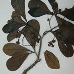 Terminalia amazonia その他の提案