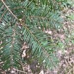 Abies grandis Φύλλο