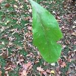 Crataegus germanica Leaf