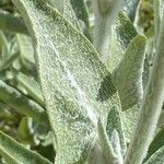 Salvia canariensis Blatt