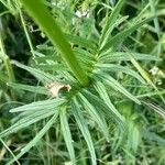 Valeriana dioica Leaf