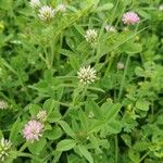 Trifolium squamosum Fiore