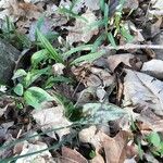 Erythronium albidum Blatt