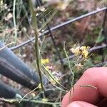 Brassica fruticulosa Fruit