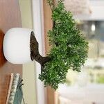 Lepidium sativumLeaf