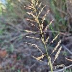 Sporobolus pyramidalis Flower