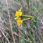 Narcissus assoanus Flower