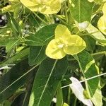 Euphorbia wallichii Blatt