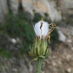 Crepis albida Цвят