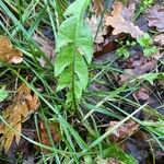 Taraxacum clemens Hoja