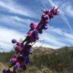 Trichostema lanatum Flor