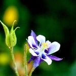 Aquilegia vulgaris Flower