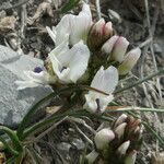 Astragalus australis Flower