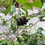 Aronia melanocarpa Φρούτο