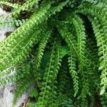 Asplenium viride Leaf