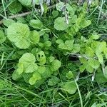 Rorippa nasturtium-aquaticum Habit