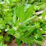 Centaurea sphaerocephala Frunză