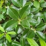 Osmanthus heterophyllus Folio