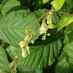 Fallopia dumetorum Fleur