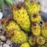 Cereus jamacaru List