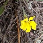 Goodenia pinnatifida