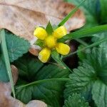 Potentilla indica Flower