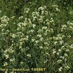 Anchusa ochroleuca Habit