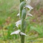 Spiranthes spiralisFlor