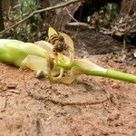 Bulbophyllum schinzianum Blomst