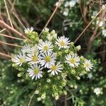 Symphyotrichum ericoides Žiedas