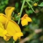 Cytisus spinosus Blüte