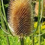 Dipsacus fullonumफल