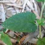 Teucrium hircanicum Blad