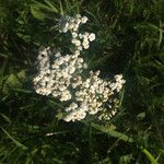 Achillea millefoliumFlower