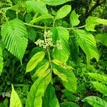 Leea guineensis Leaf