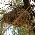 Pinus radiata Fruit