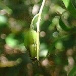 Dendrobium finetianum Fruit