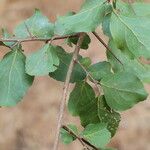 Flacourtia indica Blatt