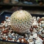 Epithelantha micromeris Blatt