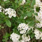 Spiraea chamaedryfolia Fiore