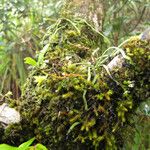 Taeniophyllum hirtum आदत
