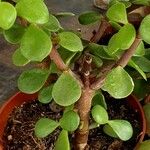 Portulacaria afra ᱥᱟᱠᱟᱢ