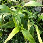 Sobralia macrantha cv. 'Alba' Habitus