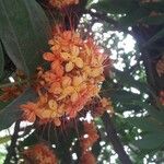 Saraca indicaFlower