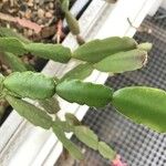 Schlumbergera bridgesii Fulla