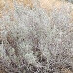 Helichrysum splendidum Folio