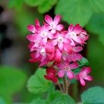 Ribes sanguineum Flor