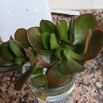 Crassula ovata Лист