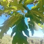 Quercus pyrenaica برگ
